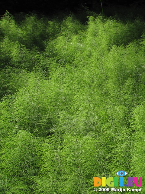 SX06327 Wood Horsetail (Equisetum sylvaticum)